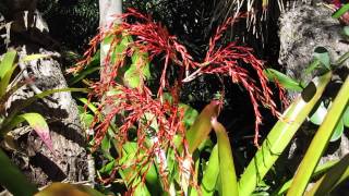 Aechmea blanchetiana bromeliads in landscape with flowers blooms [upl. by Bronder275]