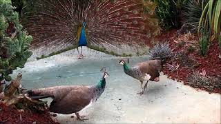 Two Peahens Fight Over Peacock [upl. by Macdonald]