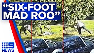 Victorian man fights feisty kangaroo in dramatic sixminute brawl  9 News Australia [upl. by Acessej258]