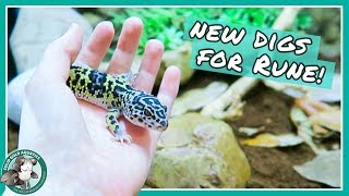 Naturalistic Leopard Gecko Tank [upl. by Nede]