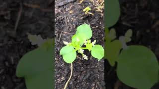 Gardening Tips gardening gardening 101 gardeningtips [upl. by Schwenk]