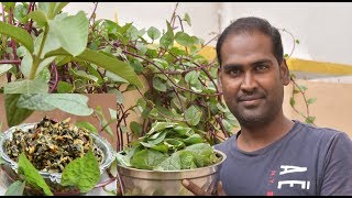 உடம்பில் ரத்தத்தை பெருக்கும் பசலை கீரை கூட்டு l Malabar Spinach Kootu Spinach Recipes [upl. by Audun826]