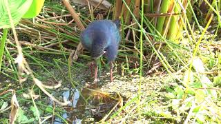 Grayheaded Swamphen [upl. by Etnecniv374]