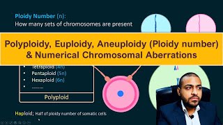 Polyploidy Euploidy Aneuploidy Ploidy number amp Numerical Chromosomal Aberrations [upl. by Fanchan]