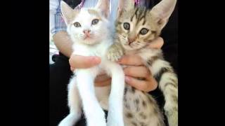 Kedi Miyavlama Sesleri  Cat Meow Sound [upl. by Enawyd]