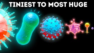 Microbes From Smallest to Largest [upl. by Wawro]