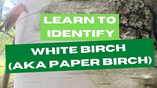 Learn to Identify White Birch AKA Paper Birch [upl. by Robinett]