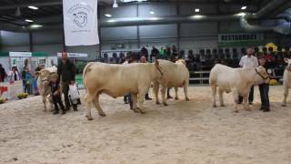 LYSA 2016 CHAROLAIS JUNIOR 1 [upl. by Seraphim300]