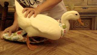 Dino Ducky Diapers How to dress your duck [upl. by Ardnekan255]