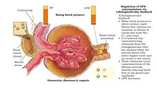 Regulation of GFR autoregulation via myogenic mechanism Myogenic mechanism [upl. by Kreegar777]