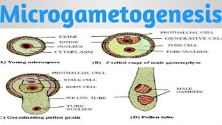 Microgametogenesis Development of male Gametophyte class12 biology [upl. by Etnoj]