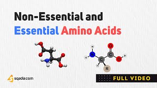 Non Essential Amino Acids  Structure Classification and Metabolism  Biochemistry [upl. by Yarazed]