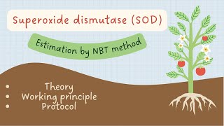 In vitro Superoxide Dismutase determination in plants by Nitro blue tetrazolium NBT method [upl. by Hein149]