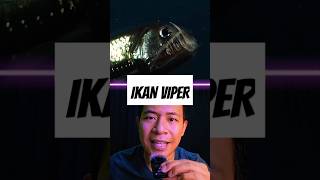 Ikan Viper fish viperfish creature horrorstories youtubeshorts shorts wildlife [upl. by Ttimme930]