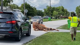 Giant iguana Almost Causes Car Accident on Busy Road Florida iguana Removal [upl. by Llenwahs322]