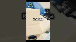 Discover Rickettsia prowazekii This bacterium causes epidemic typhus Learn the facts BioByPriti [upl. by Assetniuq424]