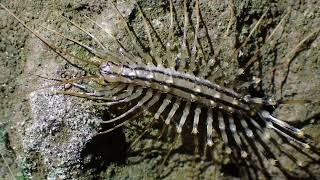 SpinduizendpootHouse centipede Scutigera coleoptrata [upl. by Eon249]