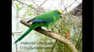 Endemic Birds of New Zealand [upl. by Palestine]