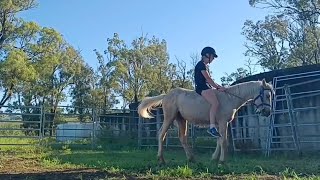 one month with a weanling colt training a young horse hoof trim desensitising driving [upl. by Aynna]