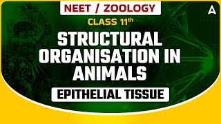 STRUCTURAL ORGANISATION IN ANIMALS CLASS 11  EPITHELIAL TISSUE  NEET SANJEEVANI BATCH  BY SANKALP [upl. by Ayeki]