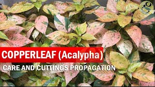 COPPERLEAF Plant Care  Acalypha wilkesiana  How to grow Khalifa Plant from Cuttings  in English [upl. by Chappie]