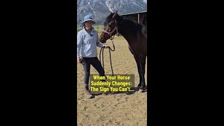 Why Your Horse might Suddenly start acting like a STALLION [upl. by Kimmi]