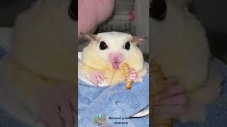 Sugar Glider Snack Time Wriggly Worm Feast shorts sugarglider animals [upl. by Agan]