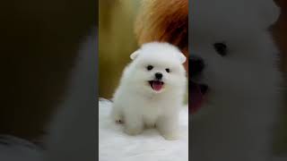 Super cute moments of teacup dogs  pomeranian puppies 1 [upl. by Gainer]