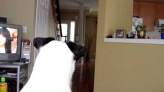 Jack Russell barking or talking until you play with him or give him treats [upl. by Rourke203]