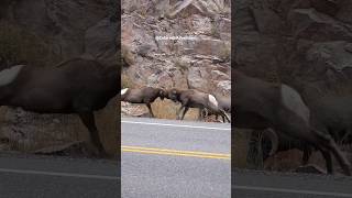 Big Horn Sheep Butting Heads in Colorado [upl. by Enimrej]