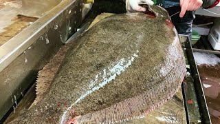 【職人技】特大ざぶとんヒラメ捌き方・神経締め・血抜き・A young man cooks a very large fish [upl. by Asim]