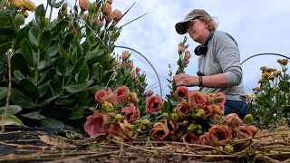 29 Harvesting Dahlias Nematodes Fall Lisianthus Blooms [upl. by Walden]