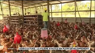 Agriculture  la filière avicole en plein développement [upl. by Gleason]