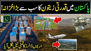 Billion of Dollars Industry of Pakistan  Big Olive oil Extraction in Pakistan   Olive oil Farming [upl. by Idrahs]