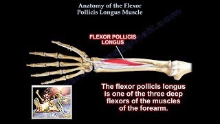 Anatomy Of the Flexor Pollicis Longus Muscle  Everything You Need To Know  Dr Nabil Ebraheim [upl. by Ahseym]