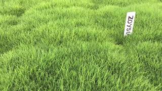 No Mow Grass  Zoysia tenuifolia [upl. by Dez]