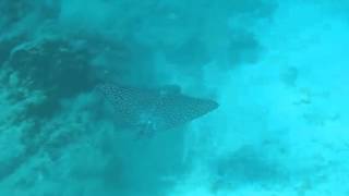 Spotted Eagle Ray Aetobatus narinari Takes Flight w Slow motionSnorkeling USVI [upl. by Lurline]