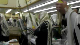 Shaking Lulav and Esrog during Hallel  Hodu 1 [upl. by Aeriela]