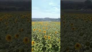 A Day Picking of Sunflowers at Hitchin Lavender Farm [upl. by Drye]