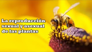 La reproducción de las plantas [upl. by Jezabella]