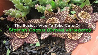 The Easiest Way To Take Care Of A Starfish Cactus Orbea variegata [upl. by Litton]