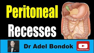 Peritoneal Recesses Dr Adel Bondok Making Anatomy Easy [upl. by Symons]