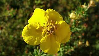 Cserjés pimpó Potentilla Dasiphora fruticosa Sp  videó képekben [upl. by Eneluqcaj]