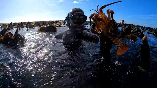 Diving for crayfish Bettys Bay South Africa [upl. by Tibbetts476]