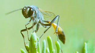 These Caterpillars Never Stood a Chance Against the Bodysnatcher Wasp  Trials Of Life  BBC Earth [upl. by Correy]