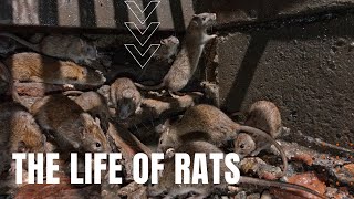 The Life of Rats [upl. by Aicnorev]