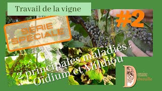 Quelles sont les deux principales maladies de feuillage de la vigne   Mildiou  Oïdium [upl. by Ruckman]