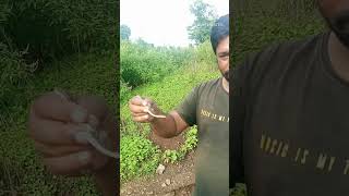 Striped Keelback । snake ytshorts snake snakebite [upl. by Bar228]