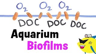 Aquarium Biofilms Learn About Prevent and Eliminate [upl. by Maiah774]