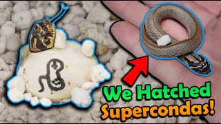 Cute Baby Hognose Snakes Hatching [upl. by Eelarol]